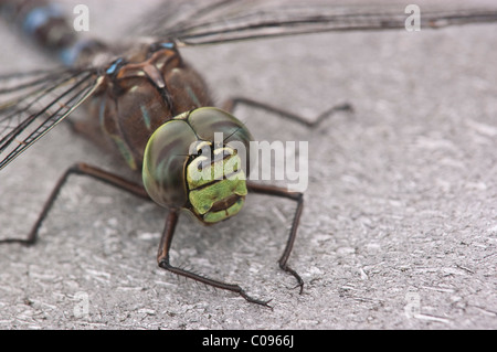 Macro view of a dragonfly on a boardwalk railing in Katmai National Park & Preserve, Southwest Alaska, Summer Stock Photo