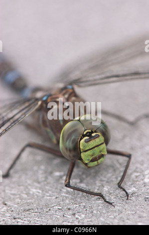 Macro view of a dragonfly on a boardwalk railing in Katmai National Park & Preserve, Southwest Alaska, Summer Stock Photo