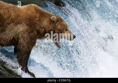 Grizzly bear opens wide for Sockeye salmon jumping up Brooks Falls in Katmai National Park & Preserve, Southwest Alaska, Summer Stock Photo