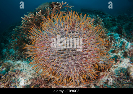 Crown-of-thorns starfish (Acanthaster planci) feeding on stone coral Stock Photo