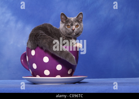British Shorthair Kitten Stock Photo