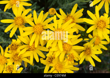 Senecio sp. in flower close-up Torres del Paine National Park Chile South America Stock Photo