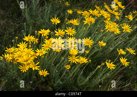 Senecio sp. in flower Torres del Paine National Park Chile South America Stock Photo