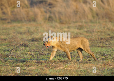 A portrait of a lioness with a blood-stained mouth.Lioness after hunting. Stock Photo