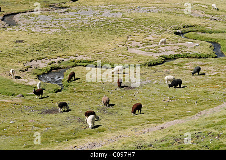 Llamas, alpacas grazing in a paddock, course of a river, fertile valley, village of Guallatiri, Reserva Nacional de las Vicunas Stock Photo
