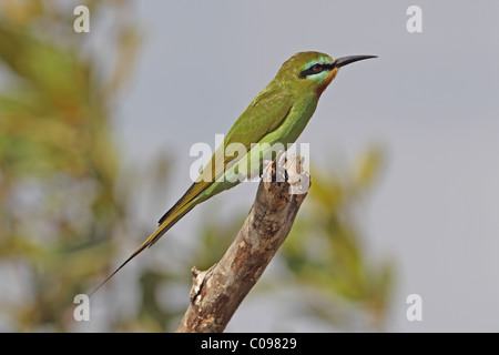 Blue-cheeked Bee-eater (Merops persicus chrysocercus) Stock Photo