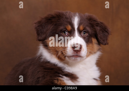 Australian Shepherd Puppy Stock Photo