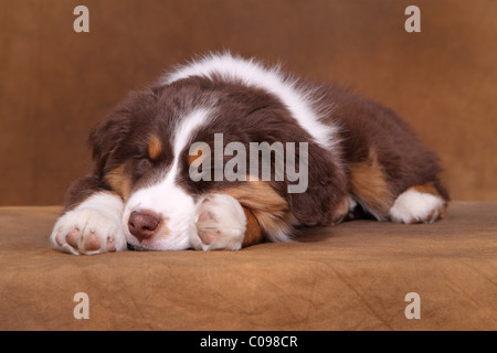 Australian Shepherd Puppy Stock Photo