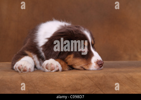 Australian Shepherd Puppy Stock Photo