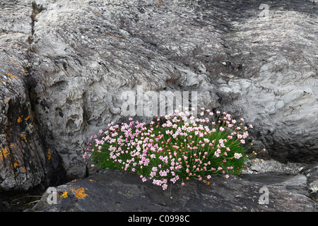 Thrift, Sea-pink (Armeria maritima) on rock, Beara Peninsula, Cork, Republic of Ireland, British Isles, Europe Stock Photo