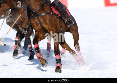 Polo horses galloping across the snow, Snow Arena Polo World Cup 2010 polo tournament, Kitzbuehel, Tyrol, Austria, Europe Stock Photo