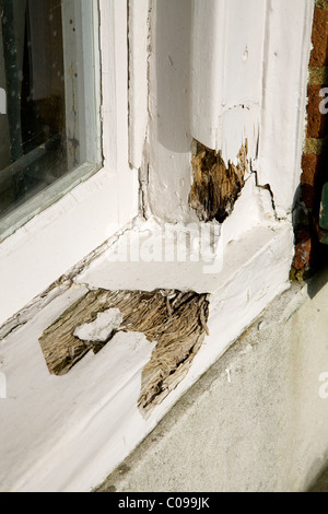 Rotting / rotten / rot in windows frame / window sill / sills / window frames on a house. UK Stock Photo
