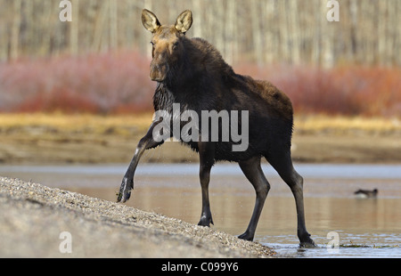 Moose coming ashore from the Snake River in Grand Teton National Park. Stock Photo
