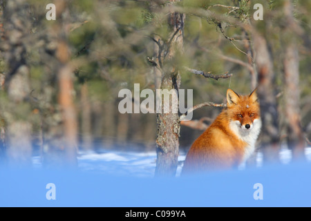 Red fox Vulpes vulpes in a pine tree forest with a bushy tail in
