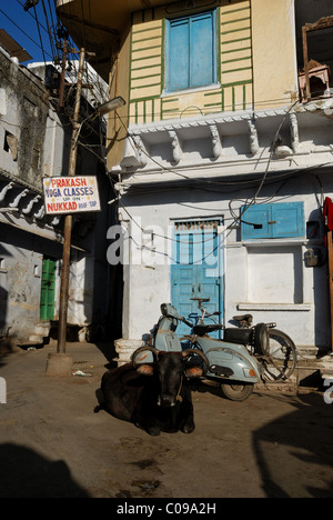 Street corner with cow in Udaipur, Rajasthan, India. Asia. Stock Photo
