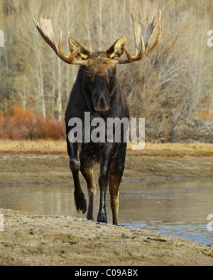 Bull Moose approaching from the water in Grand Teton National Park. Stock Photo