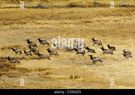 Elk Running Hard in a golden meadow. Stock Photo