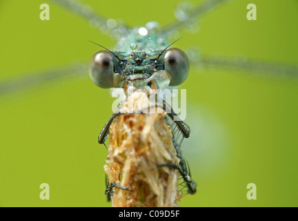 Emerald damselfly or Common spreadwing (Lestes sponsa) Stock Photo