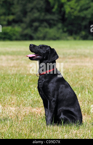 Young black Labrador Retriever dog, sitting, male, short-haired type, domestic dog, obedience training, dog training Stock Photo