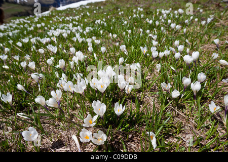 A field of Crocus vernus albiflorus Iridaceae wild flowers growing in an alpine meadow in the Switzerland. Charles Lupica Stock Photo