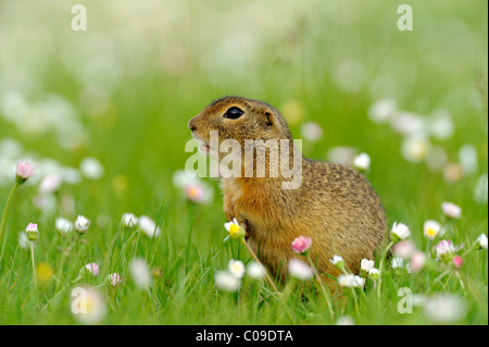 European ground squirrel (Spermophilus citellus), standing on a meadow with flowering daisies Stock Photo