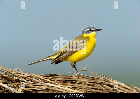Yellow wagtail (Motacilla flava), perched on bales of straw Stock Photo