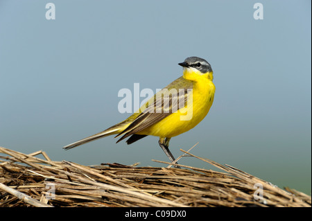 Yellow wagtail (Motacilla flava), perched on bales of straw Stock Photo