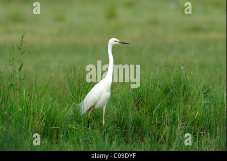 Little egret (Egretta garzetta), standing in tall grass Stock Photo