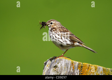 Meadow pipit (Anthus pratensis), adult bird perched on a pole, holding food in its bill Stock Photo