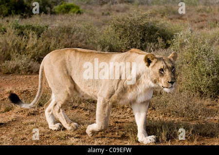 Lioness, Kwandwe Game Reserve, Eastern Cape, South Africa Stock Photo