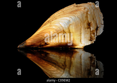 Pen shell hi-res stock photography and images - Alamy