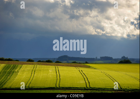 Corn field in stormy atmosphere, Kirchheim, Swabia, Germany, Europe Stock Photo