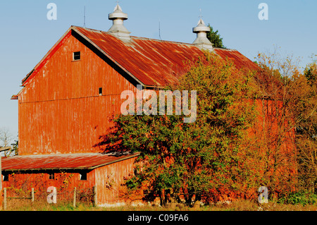 Hampshire, Illinois, USA. A rustic, now orange barn with rusty metal roof appears a veteran of many harsh seasons. Stock Photo
