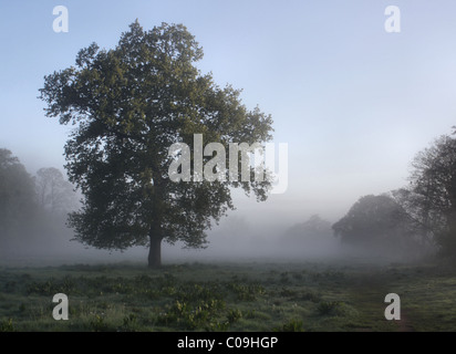 Morning mist on the banks of the river Dee in Eccleston Chester Cheshire Stock Photo