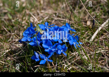 Spring Gentian (Gentiana verna), National Park Northern Velebit, Lika-Senj County, Croatia, Europe Stock Photo