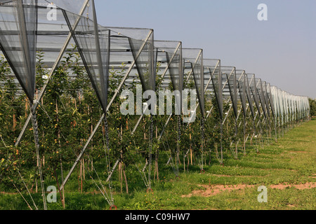 Apple crop, covered with nets against hail, Hohenlohe, Baden-Wuerttemberg, Germany, Europe, Europe Stock Photo