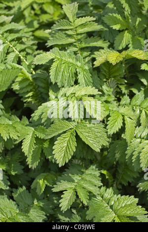 Agrimony or sticklewort (Agrimonia eupatoria) Stock Photo