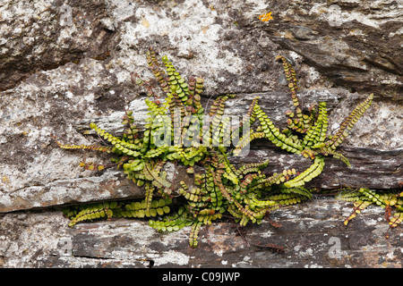 Maidenhair Spleenwort (Asplenium trichomanes) on an old wall, Glendalough, County , Republic of Ireland, British Isles, Europe Stock Photo