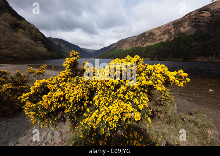 Furze or common gorse (Ulex europaeus), Upper Lake, Vale of Glendalough,  Mountains, County , Republic of Ireland, British Isles Stock Photo