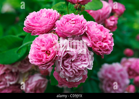 Rose, Bourbon rose variety Louise Odier (Rosa x borboniana cultivar Louise Odier), historical old rose variety from 1851 with Stock Photo