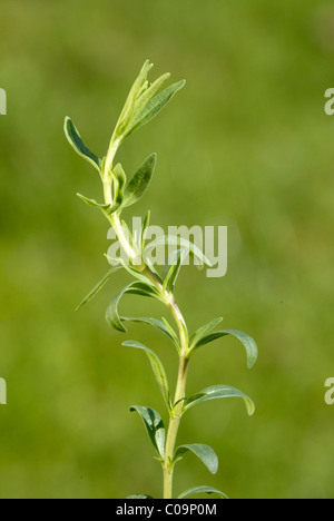 Hyssop (Hyssopus officinalis), medicinal plant, spice plant Stock Photo