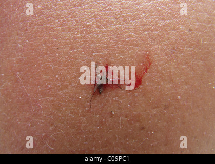 Dead mosquito (Culicidae) squashed on human skin Stock Photo