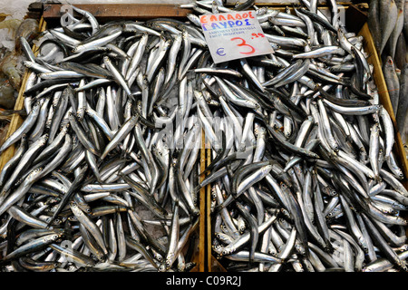 Fish sale, anchovies, market quarter, market halls, Thessaloniki, Chalkidiki, Macedonia, Greece, Europe Stock Photo