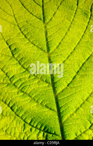 Leaf structure, close-up Stock Photo