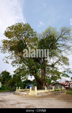 Sacred tree, Dr. Ludwig Ingwer Nommensen Memorial, Tarutung, Batak region, Sumatra, Indonesia, Asia Stock Photo