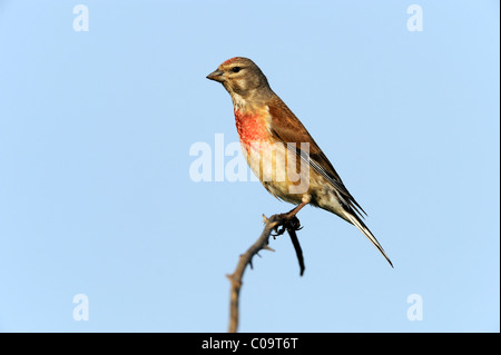 Common linnet (Carduelis cannabina), perched on a branch Stock Photo