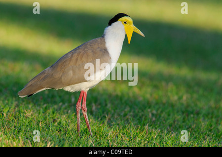 Masked lapwing (Vanellus miles), Australia Stock Photo