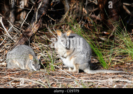 Tammar Wallaby, Dama Wallaby or Darma Wallaby (Macropus eugenii), Kangaroo Island, Australia Stock Photo