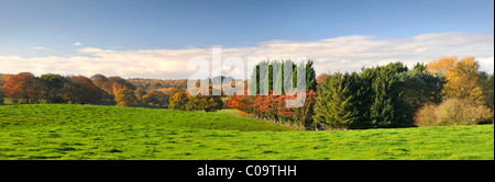 Pettypool Woods in Autumn, Near the Village of Whitegate, Cheshire, England, UK Stock Photo