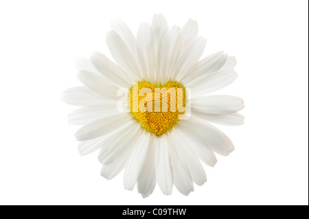 Daisy (Leucanthemum) with tubular flowers in heart shape Stock Photo